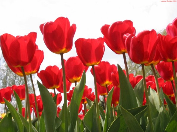 Flowers - 50