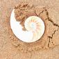 sea_shell_19