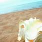 sea_shell_20