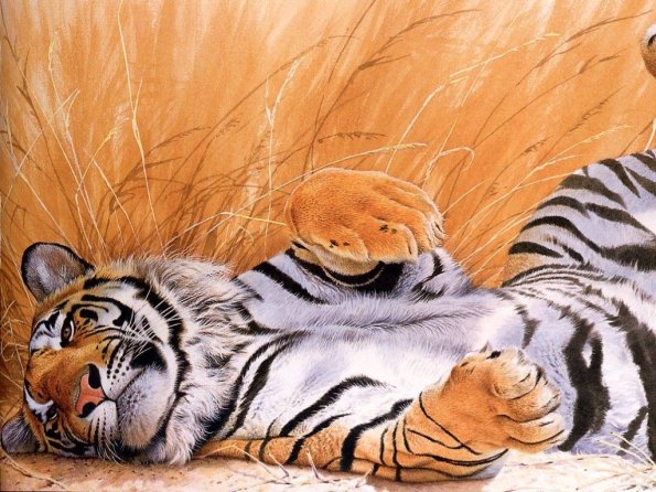Drawing & Painting Animals Wallpapers 00