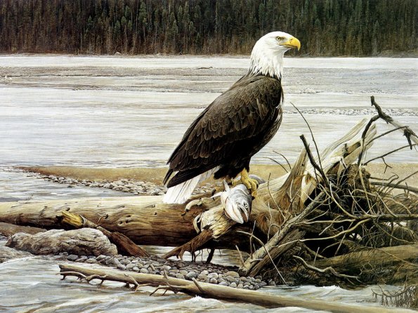Drawing & Painting Animals Wallpapers 01