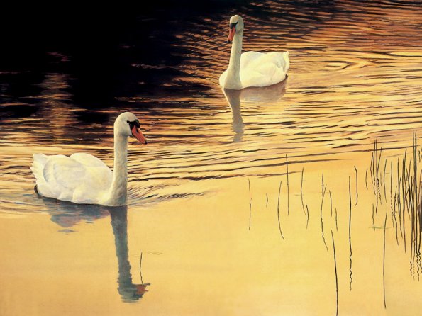 Drawing & Painting Animals Wallpapers 02