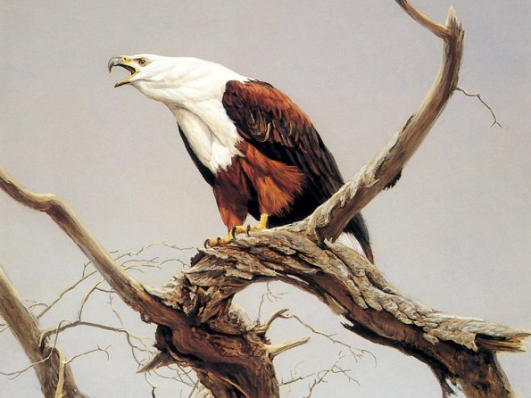 Drawing & Painting Animals Wallpapers 03