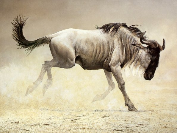 Drawing & Painting Animals Wallpapers 10