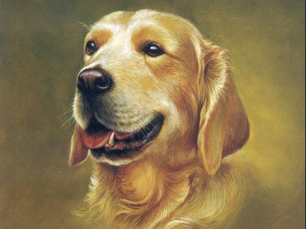 Drawing & Painting Animals Wallpapers 12