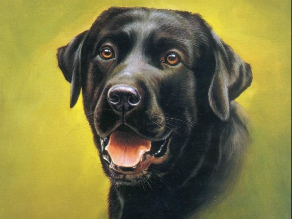 Drawing & Painting Animals Wallpapers 13