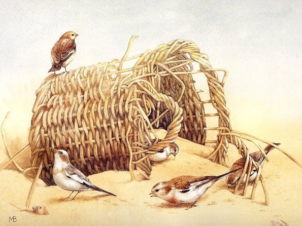 Drawing & Painting Animals Wallpapers 15