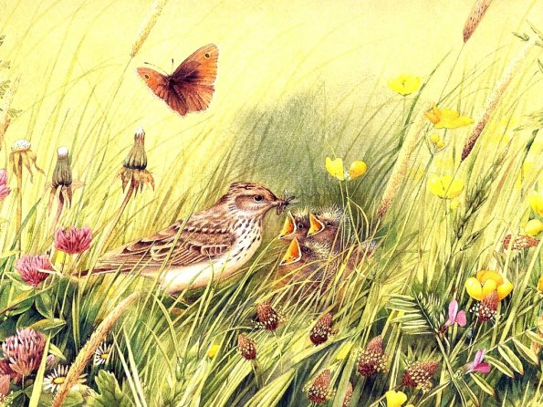 Drawing & Painting Animals Wallpapers 16