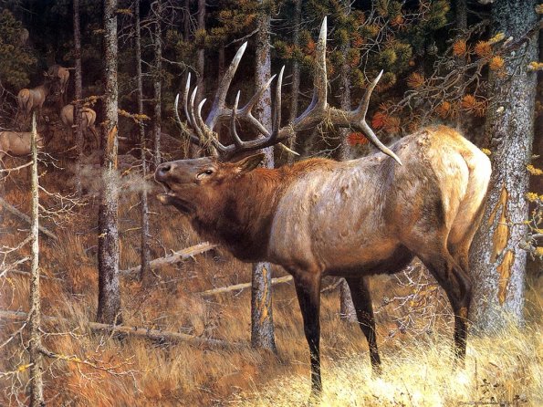 Drawing & Painting Animals Wallpapers 18