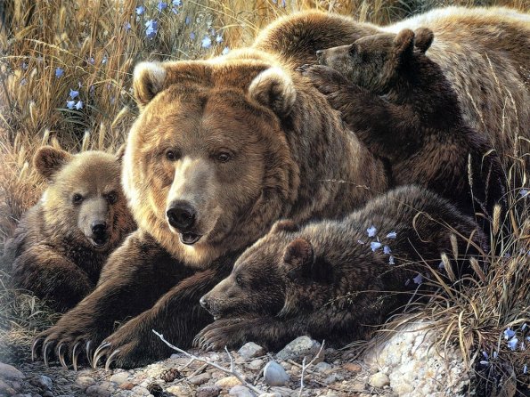 Drawing & Painting Animals Wallpapers 19