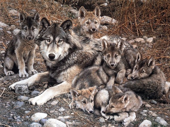 Drawing & Painting Animals Wallpapers 20