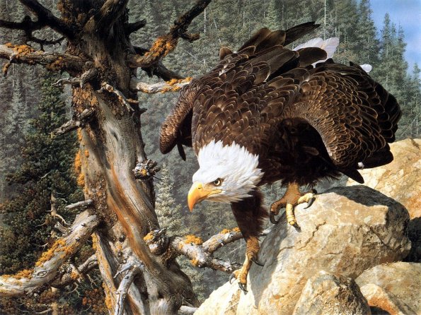 Drawing & Painting Animals Wallpapers 24