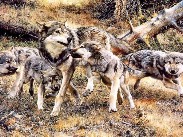 Drawing & Painting Animals Wallpapers 27