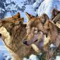 Drawing & Painting Animals Wallpapers 29