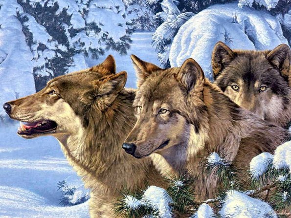 Drawing & Painting Animals Wallpapers 29