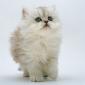 kitten_ 00
