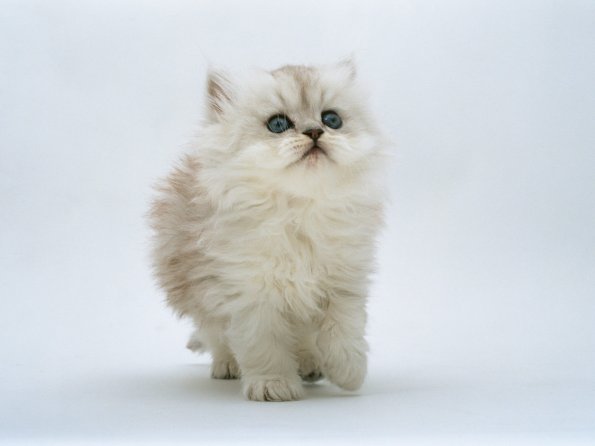 kitten_ 00