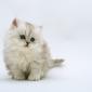 kitten_ 01