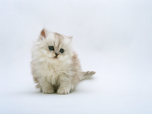 kitten_ 01