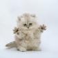 kitten_02