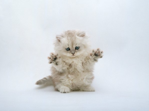 kitten_02