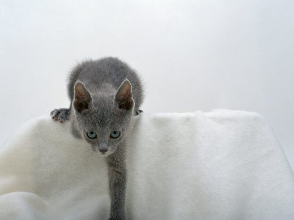 kitten_03