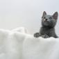 kitten_04