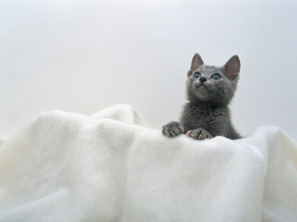 kitten_04