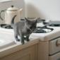 kitten_06