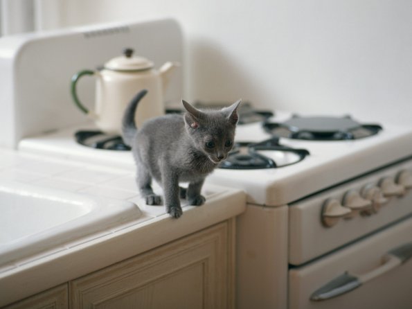 kitten_06