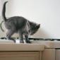 kitten_07