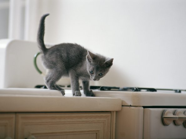 kitten_07