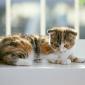 kitten_16
