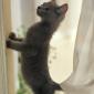 kitten_20