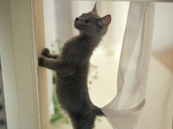 kitten_20