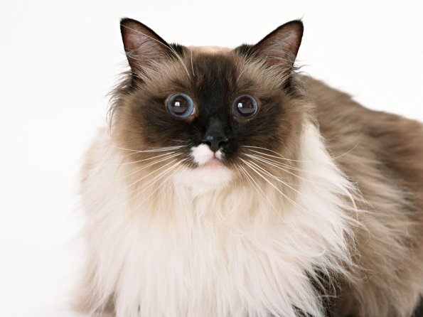 kitten_21