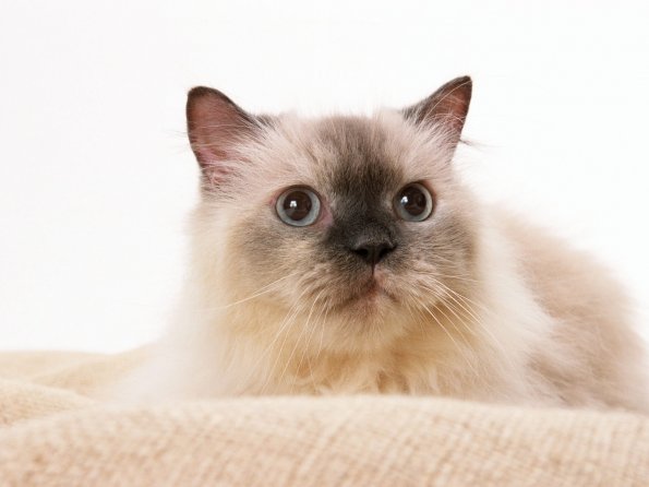 kitten_24