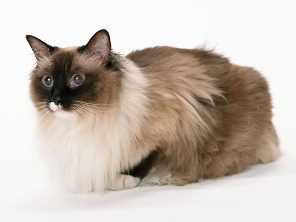 kitten_25