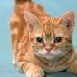kitten_30