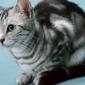 kitten_34