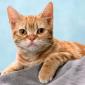 kitten_36