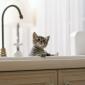 kittens_08