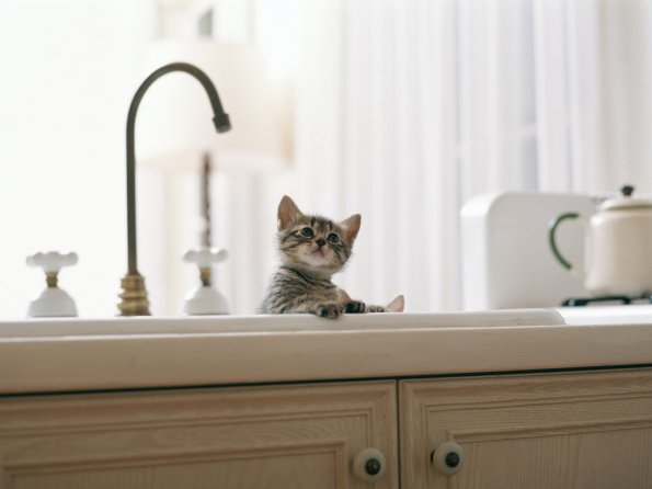 kittens_08