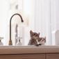 kittens_09