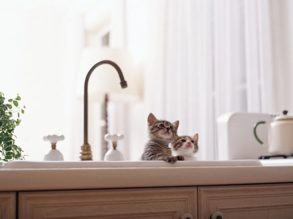 kittens_09