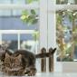 kittens_10