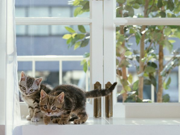 kittens_10