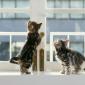 kittens_11