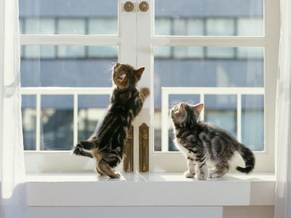 kittens_11