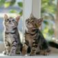 kittens_12